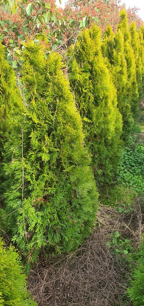 Diversen maten bomen heesters coniferen etc tekoop aangebode, Tuin en Terras, Ophalen