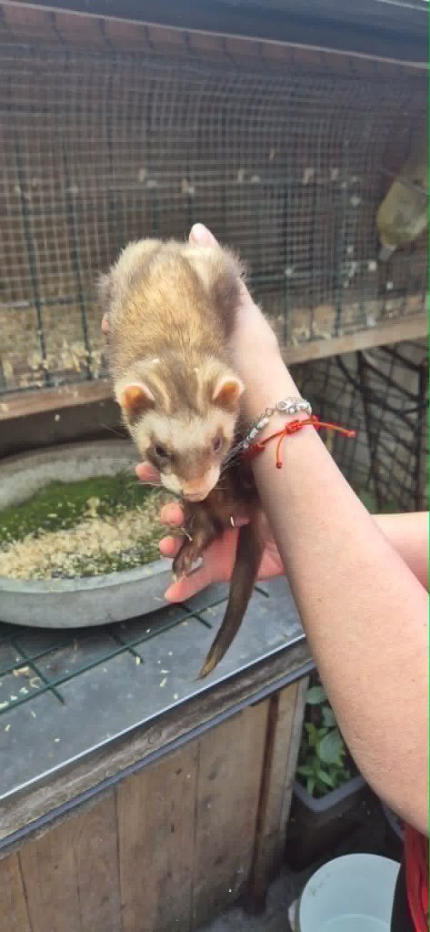 Fret met kooi, Dieren en Toebehoren, Knaagdieren, Maart, Fret, Vrouwelijk, Tam