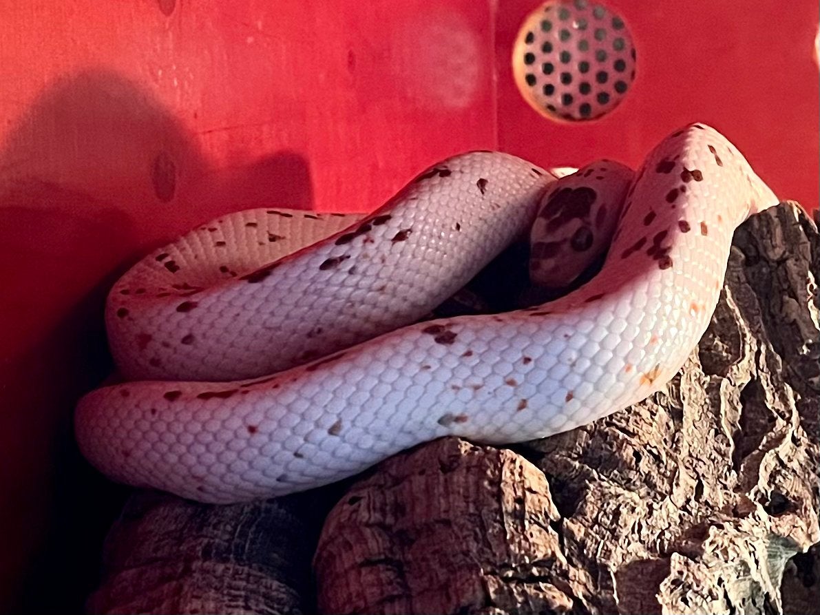 0.1 Guttatus palmetto tessera het caramel, Dieren en Toebehoren