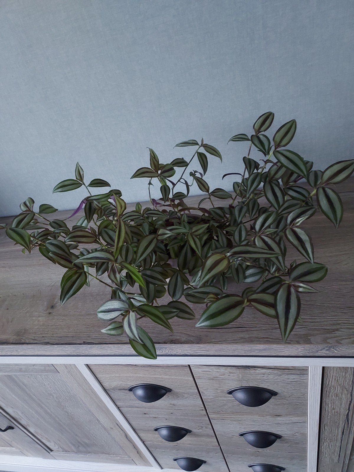 kamerplant MET stenen buitenpot, Maison & Meubles, Plantes d'intérieur, Enlèvement