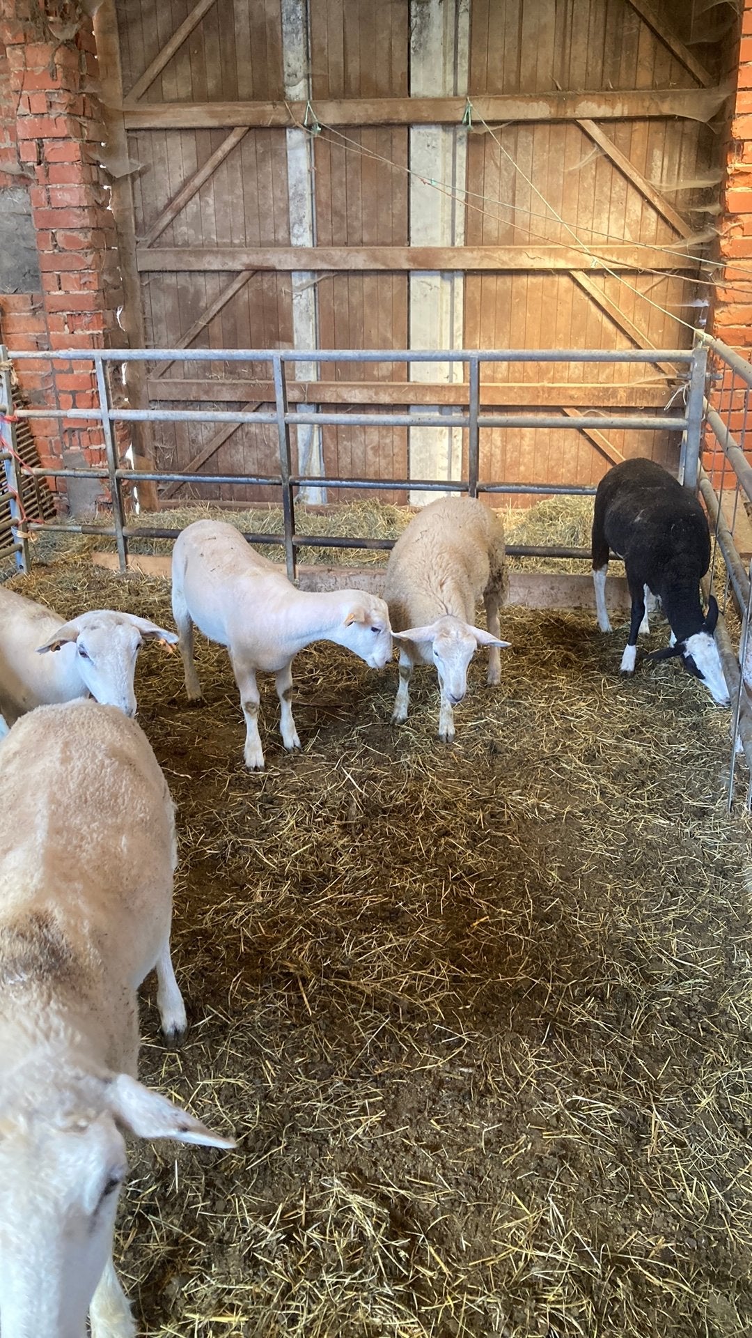 Ooi lammeren, Dieren en Toebehoren, Schapen, Geiten en Varkens
