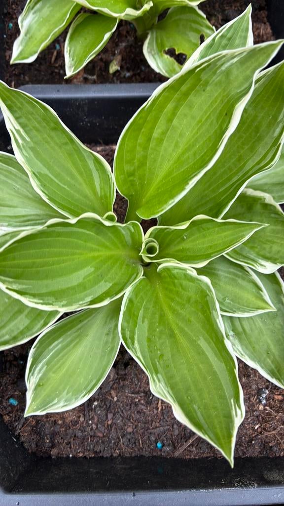 Hostas, Ophalen