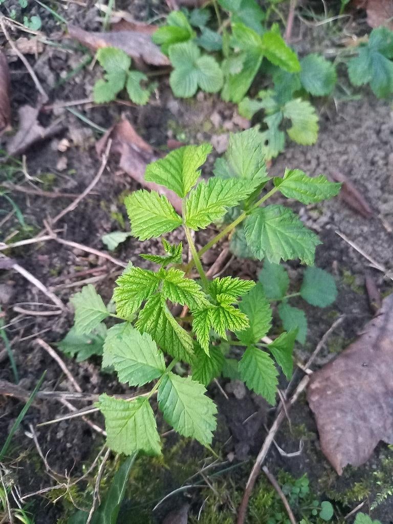 Gratis stekjes van frambozenstruik - framboos plantje, Ophalen, Zomer, Vaste plant, Fruitplanten