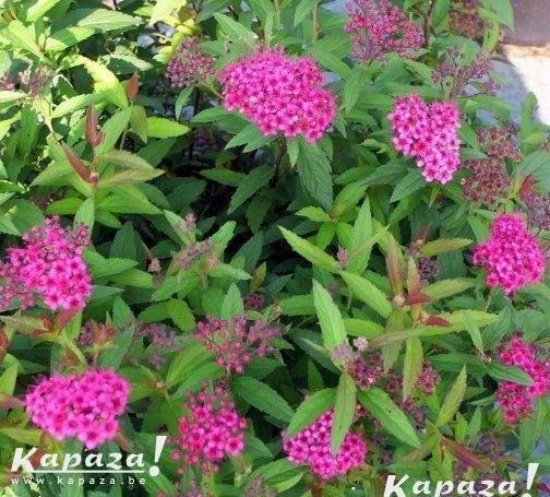 Spiraea et Potentilla, Enlèvement, Arbuste
