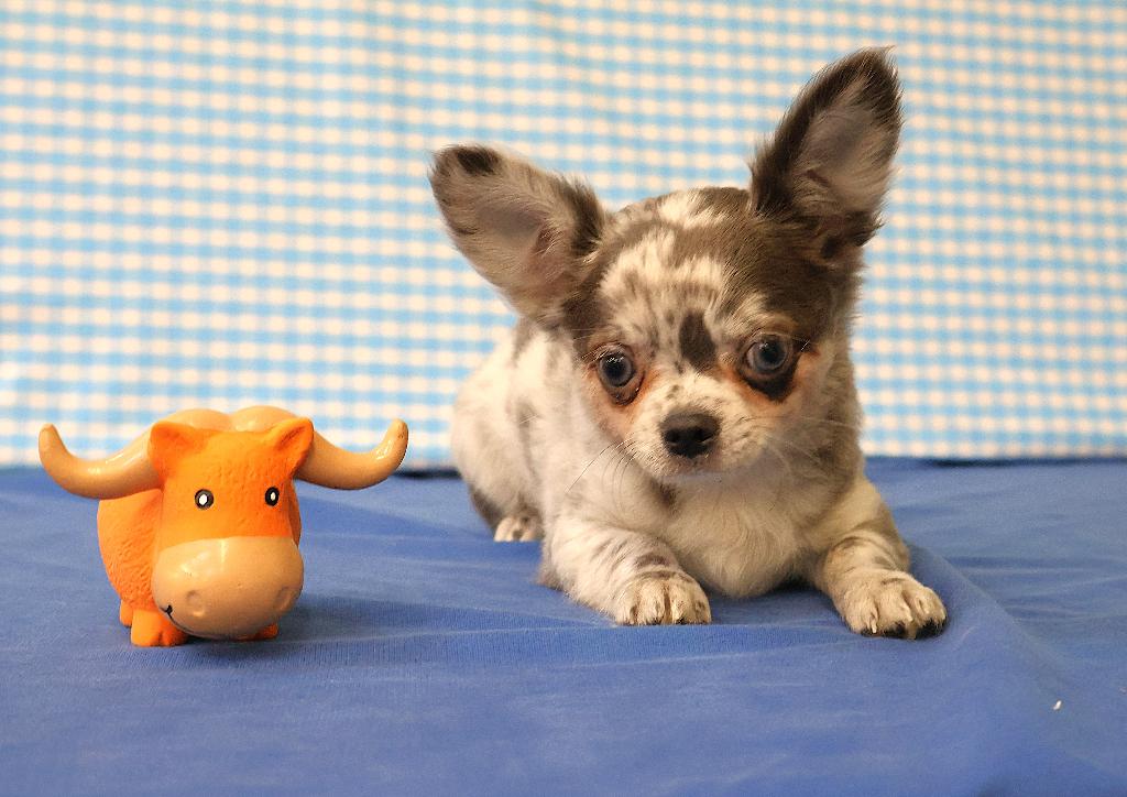 Chiots Chihuahua super mignons !, Animaux & Accessoires, 15 semaines à 1 an, Étranger, Chien (mâle), Hépatite contagieuse (maladie de Rubarth)
