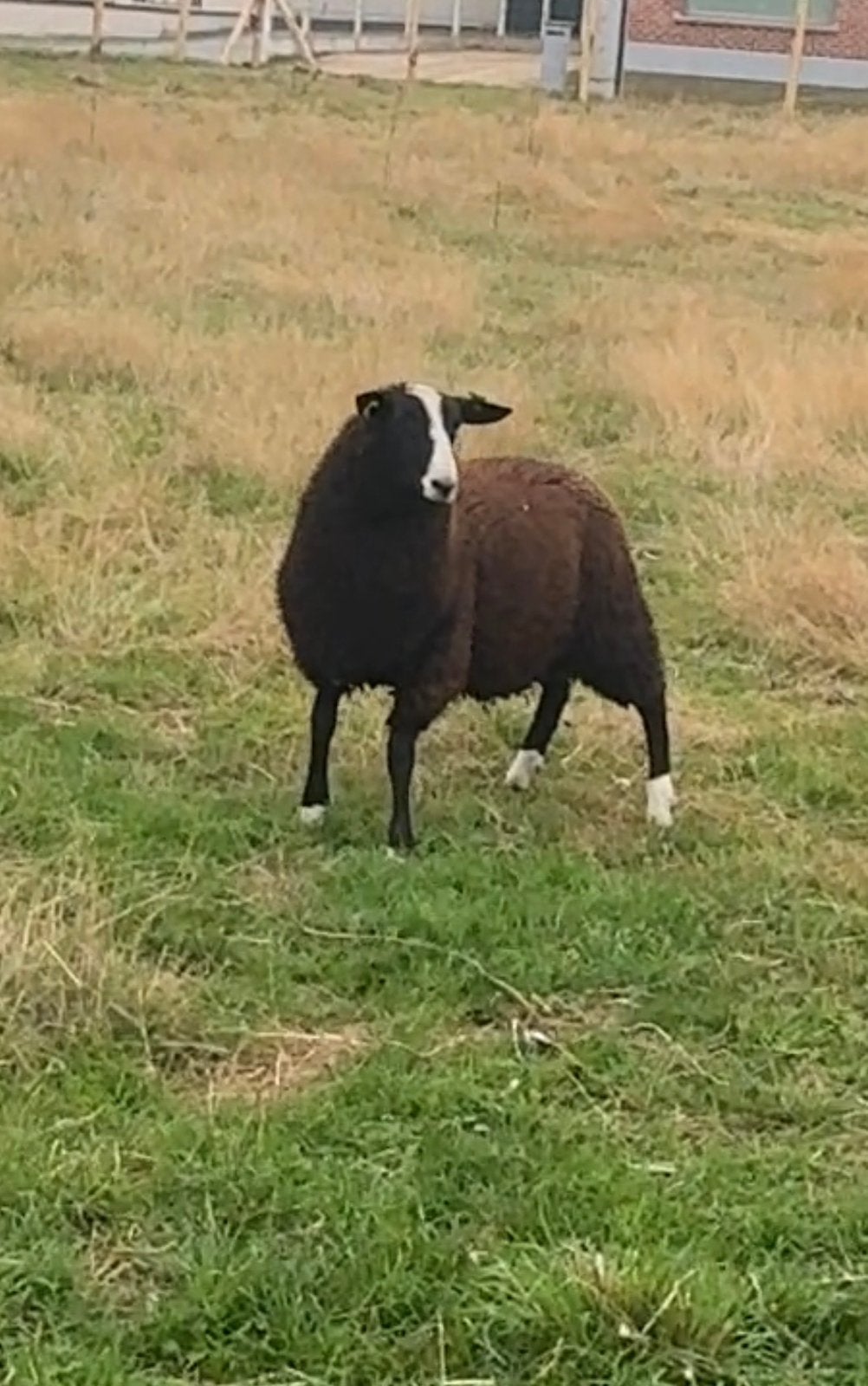 Ram Lammers, Dieren en Toebehoren, Mannelijk, Schaap