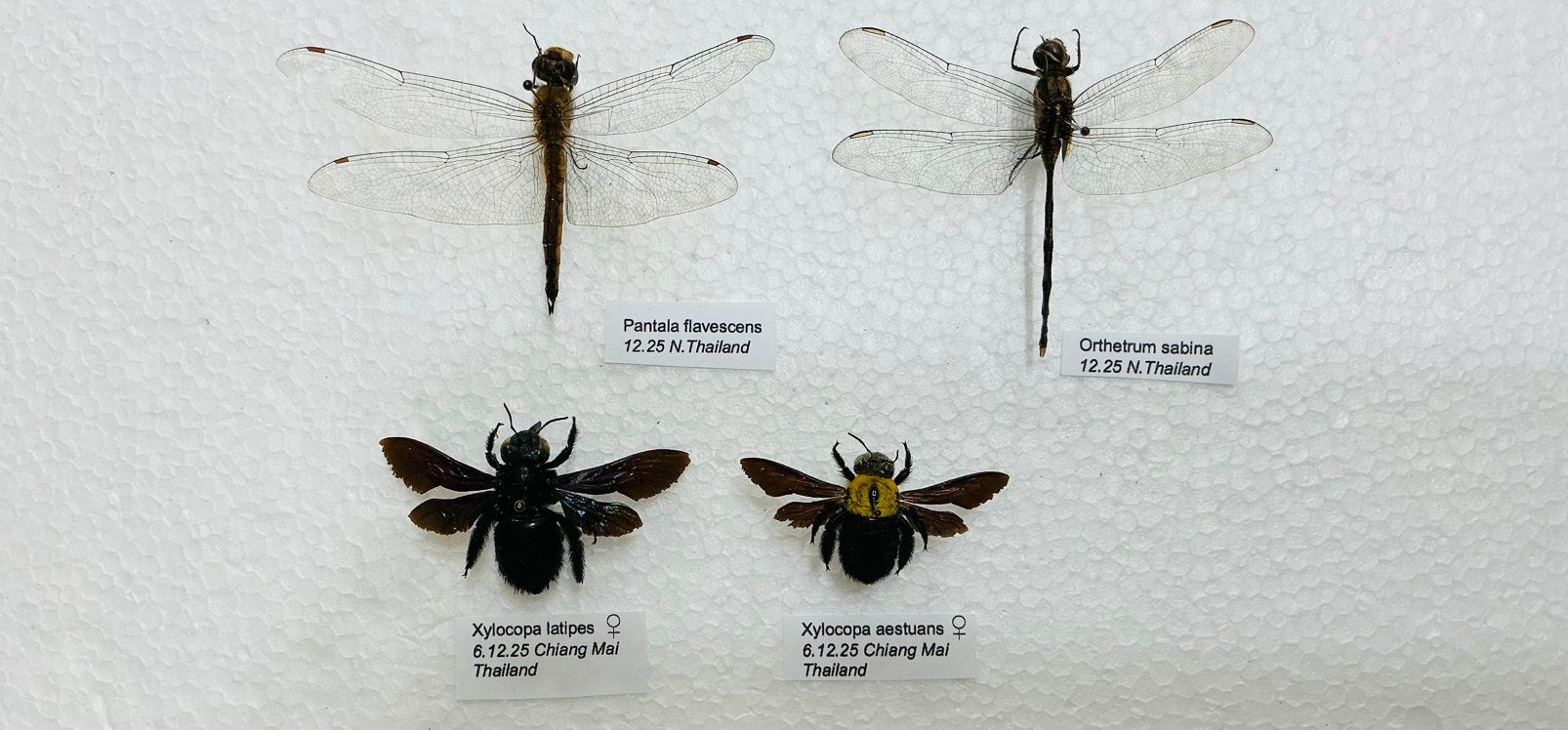 Insecten uit Thailand, 4€/ exemplaar
