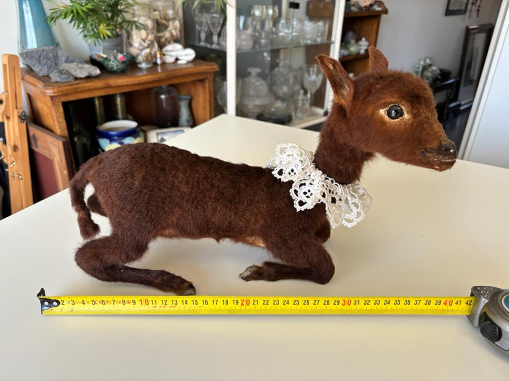 Taxidermie d'un agneau nouveau-né., Enlèvement, Utilisé, Animal de ferme, Animal empaillé