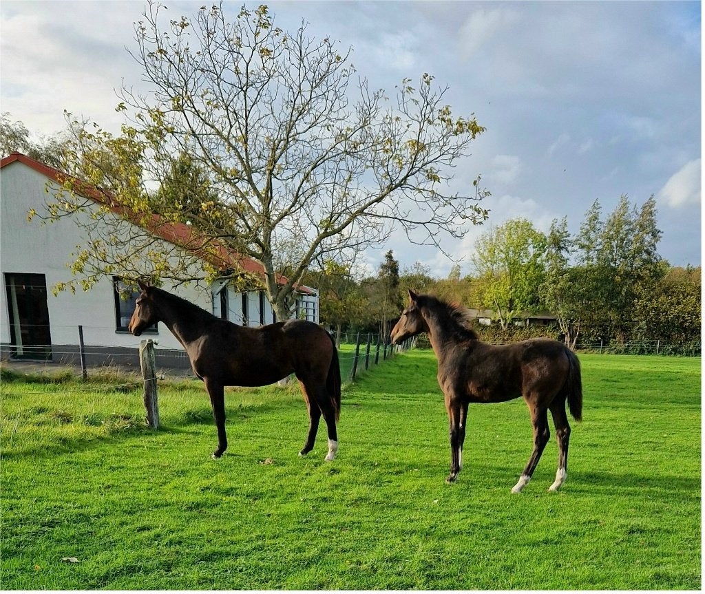 2 jarige merrie van Pifte van het houtemhof, Merrie, Onbeleerd, Met stamboom, 0 tot 2 jaar