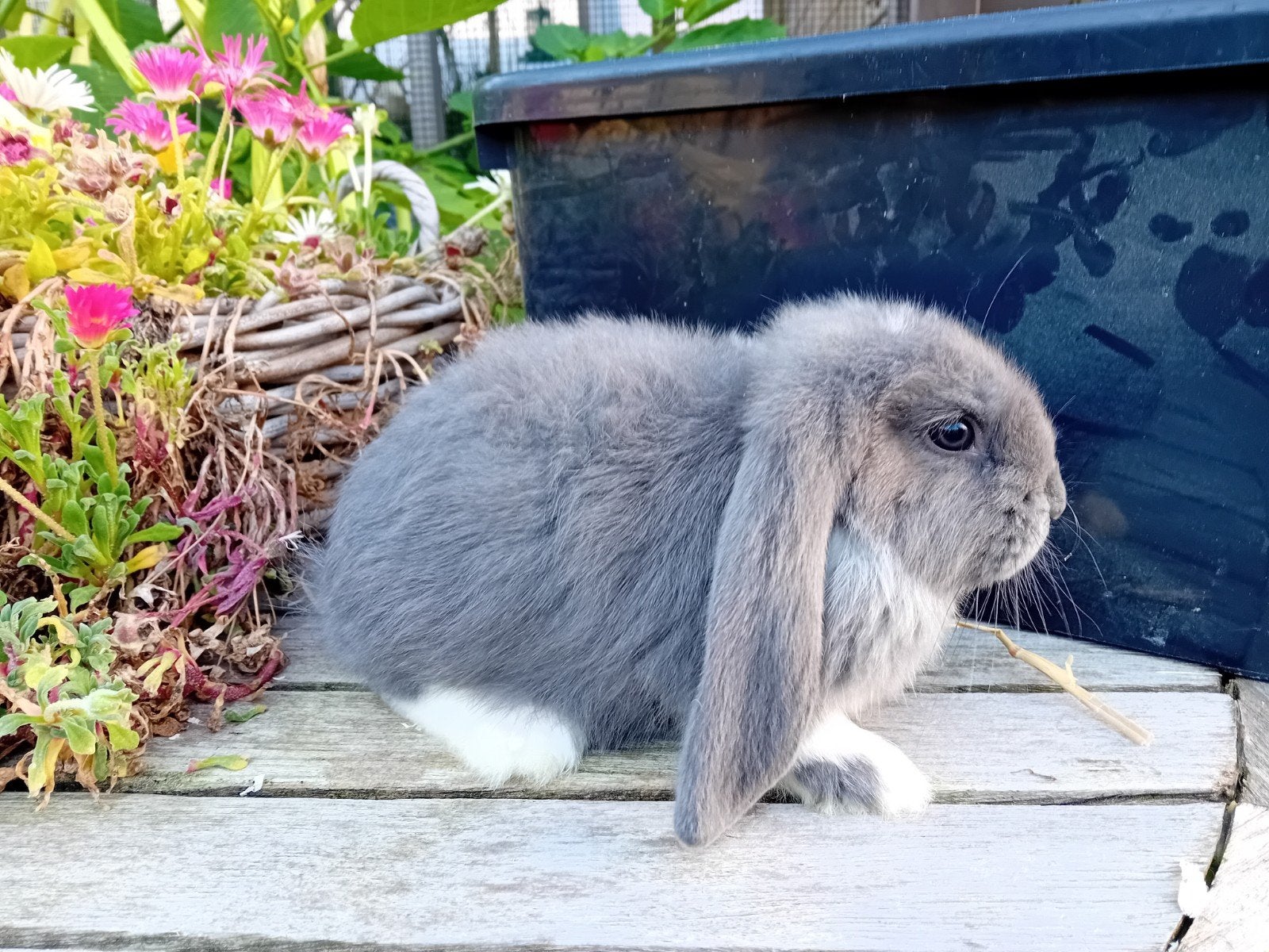 Franse hangoor, Dieren en Toebehoren, Mannelijk, Groot, Hangoor, 0 tot 2 jaar