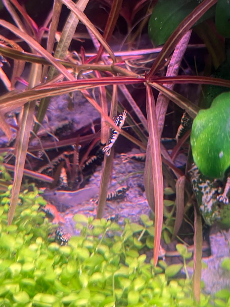 High grade galaxy fisbone snowflake. (Caridina)