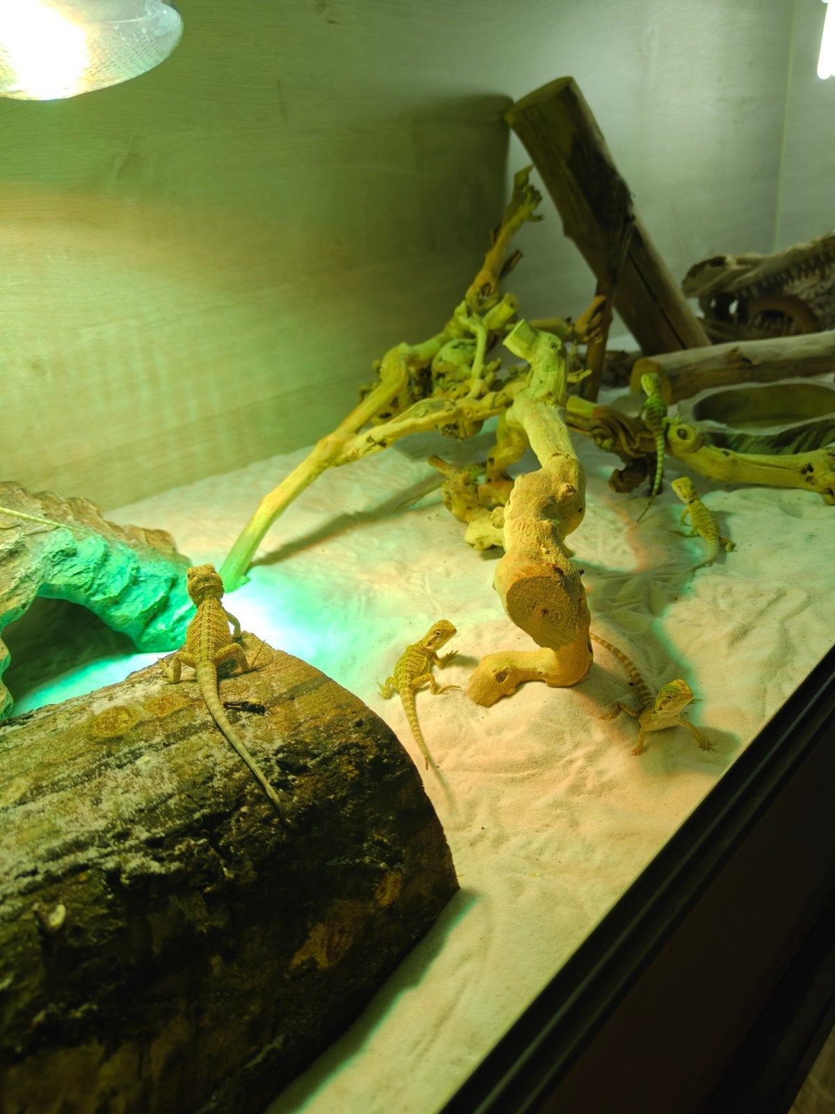 Baby Baardagaam, Animaux & Accessoires, Reptiles & Amphibiens, Lézard, Domestique, 0 à 2 ans