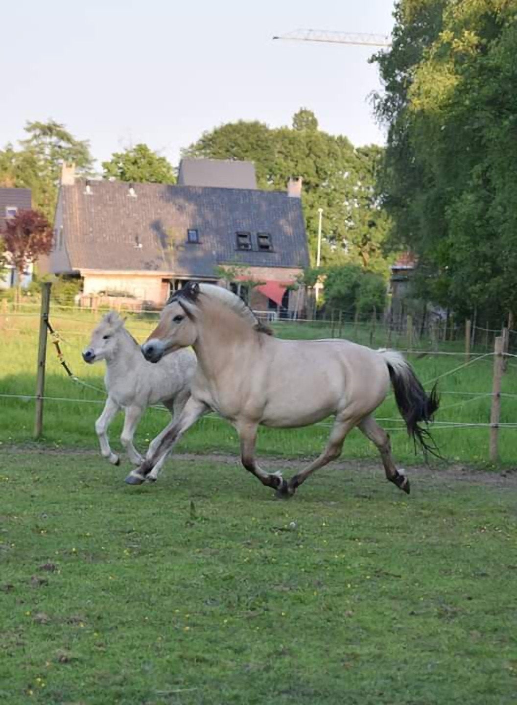 fjordenmerrie met hengstveulen, Dieren en Toebehoren, Merrie, Minder dan 160 cm, 11 jaar of ouder, Recreatiepaard