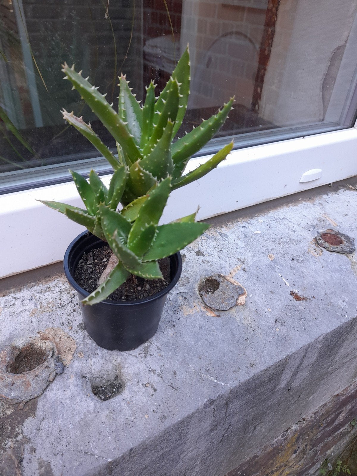 Cactus multi (3 ramifications) max ave le pot +/- 20 cm, Enlèvement ou Envoi, Cactus, Ombre partielle, Moins de 100 cm