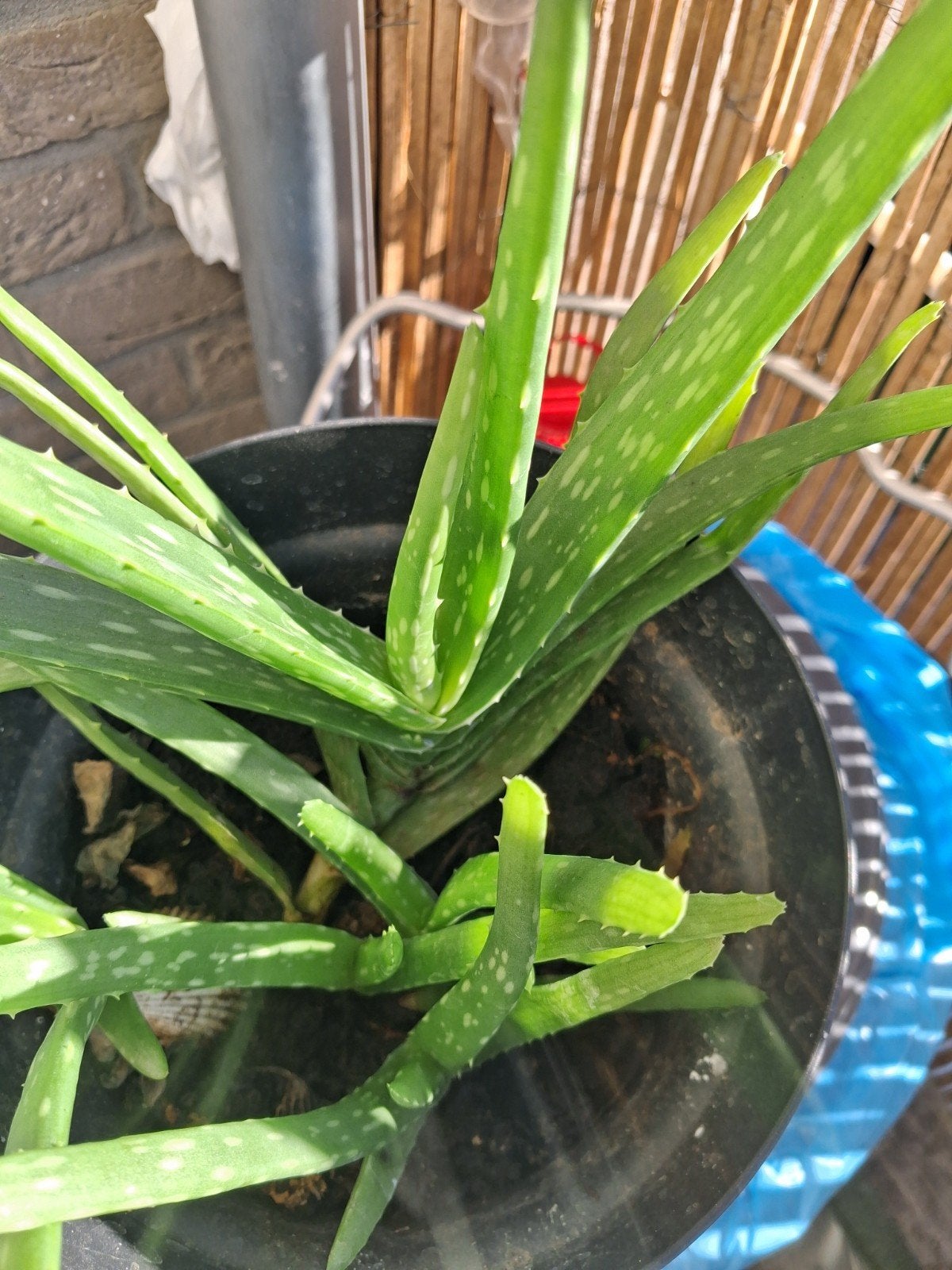 magnifiques aloe vera, Tuin en Terras, Ophalen