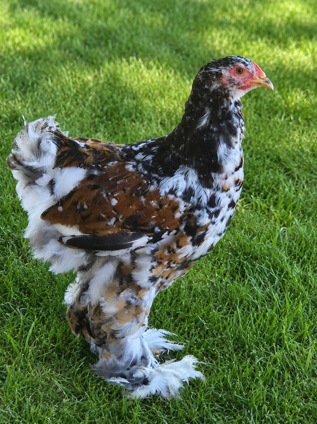 Bramha kip, Poule ou poulet