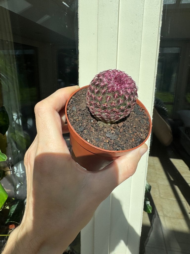 Regenboog cactus, Ophalen, Halfschaduw, Minder dan 100 cm, Bloeiende kamerplant