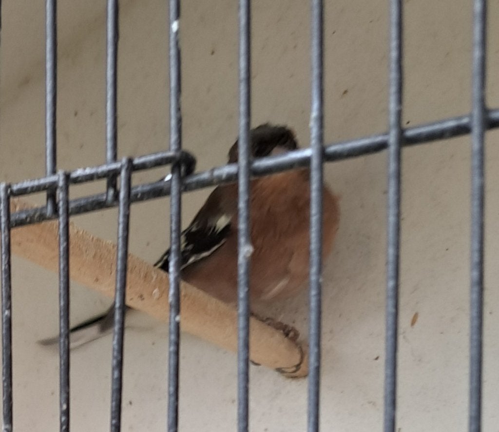 Vink, Dieren en Toebehoren, Mannelijk, Wildzangvogel, Geringd