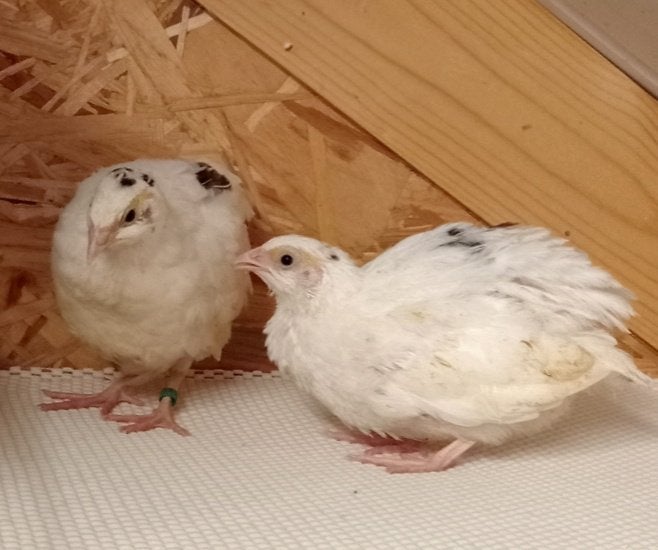 Japanse kwartels in wit-bont, Dieren en Toebehoren
