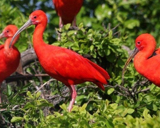 Ibis rouge, Plusieurs animaux, Bagué