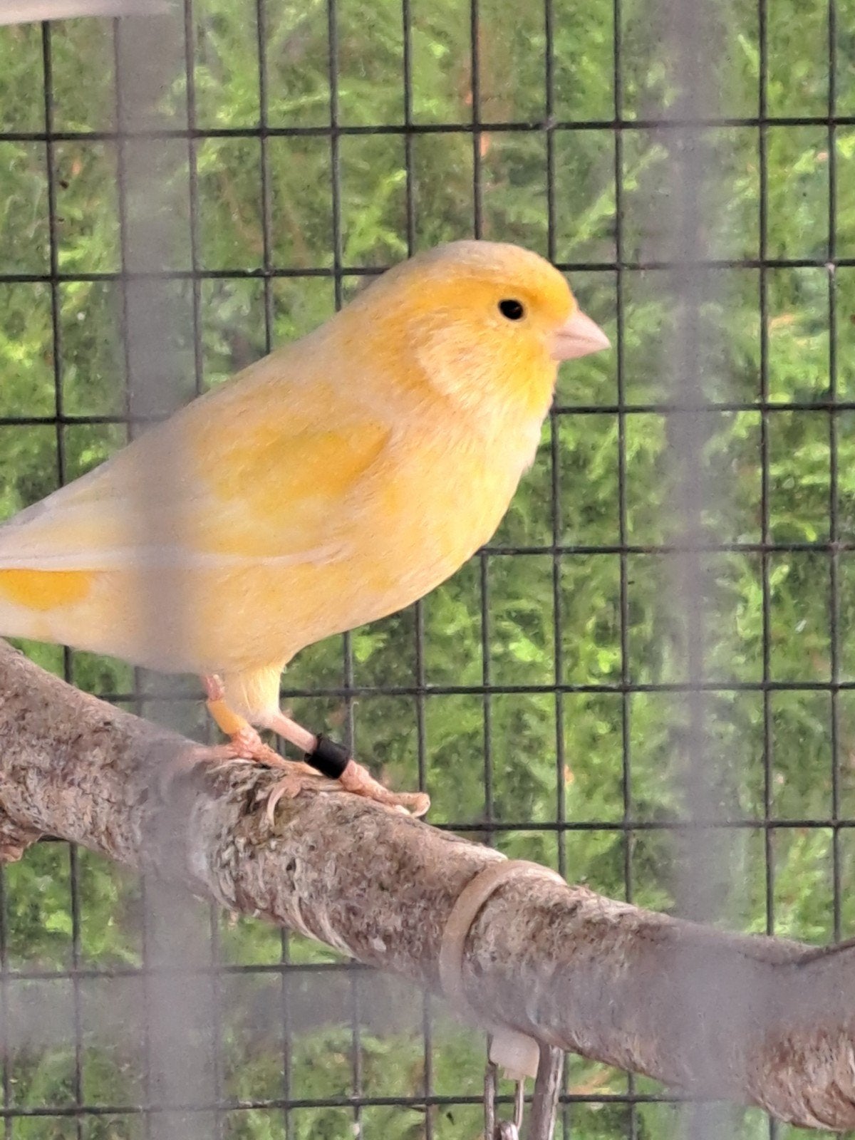 Kanarie geel van 2026, Dieren en Toebehoren, Kleurkanarie
