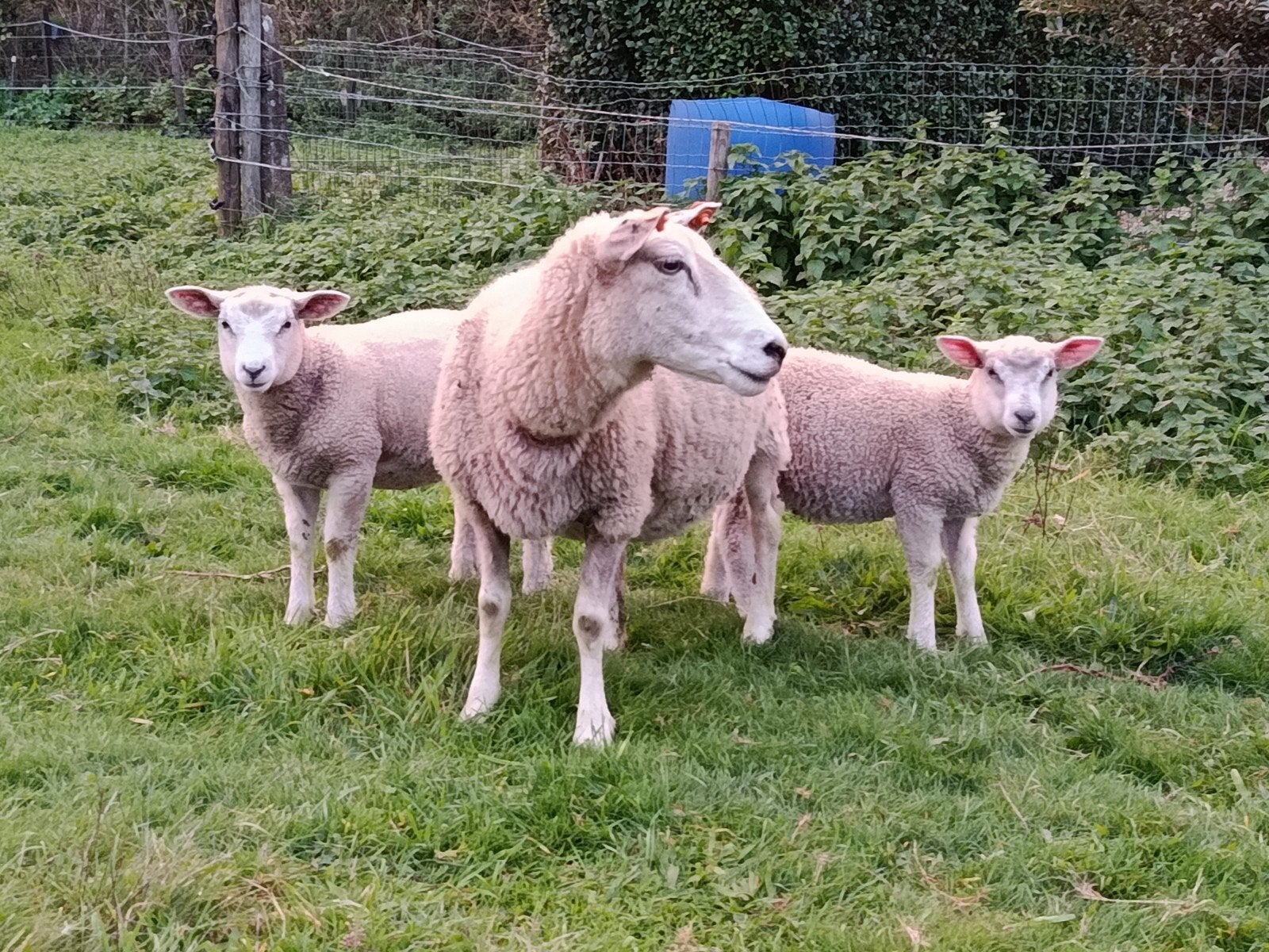 ooi met twee lammeren, Dieren en Toebehoren