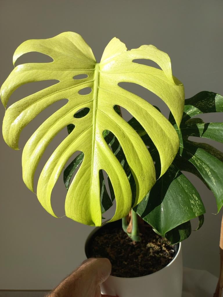 Monstera White Monster Kunzo, Ophalen