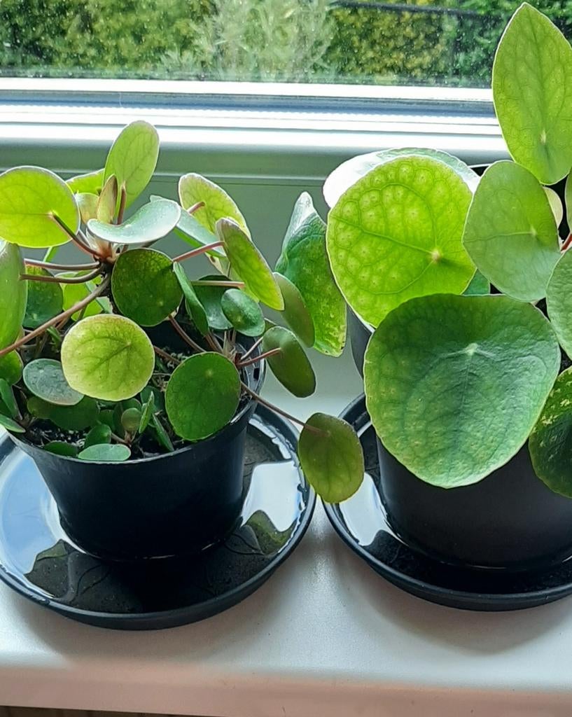 Pannekoekenplantjes, Ophalen