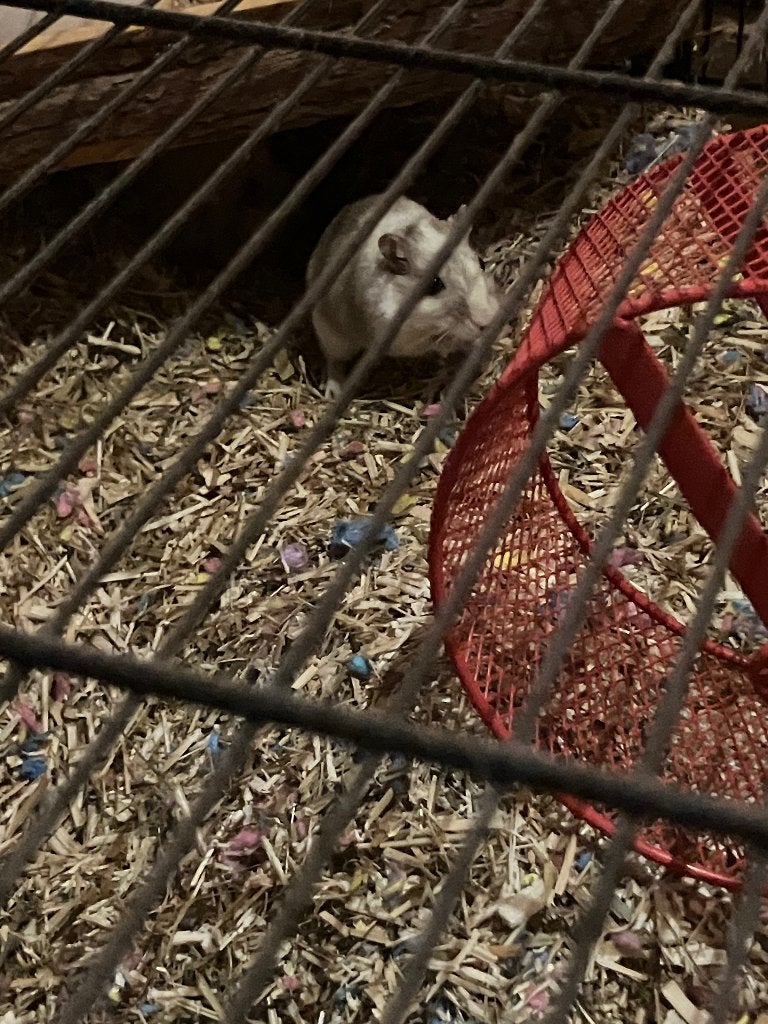 Gerbils met kooi, April, Vrouwelijk, Rat