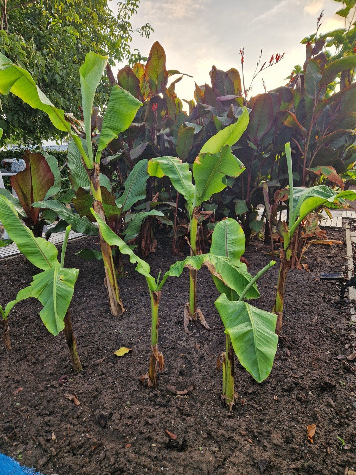 Musa Basjoo 5€. uit te kiezen, Tuin en Terras, Volle zon, Vaste plant, Bloeit niet, Ophalen