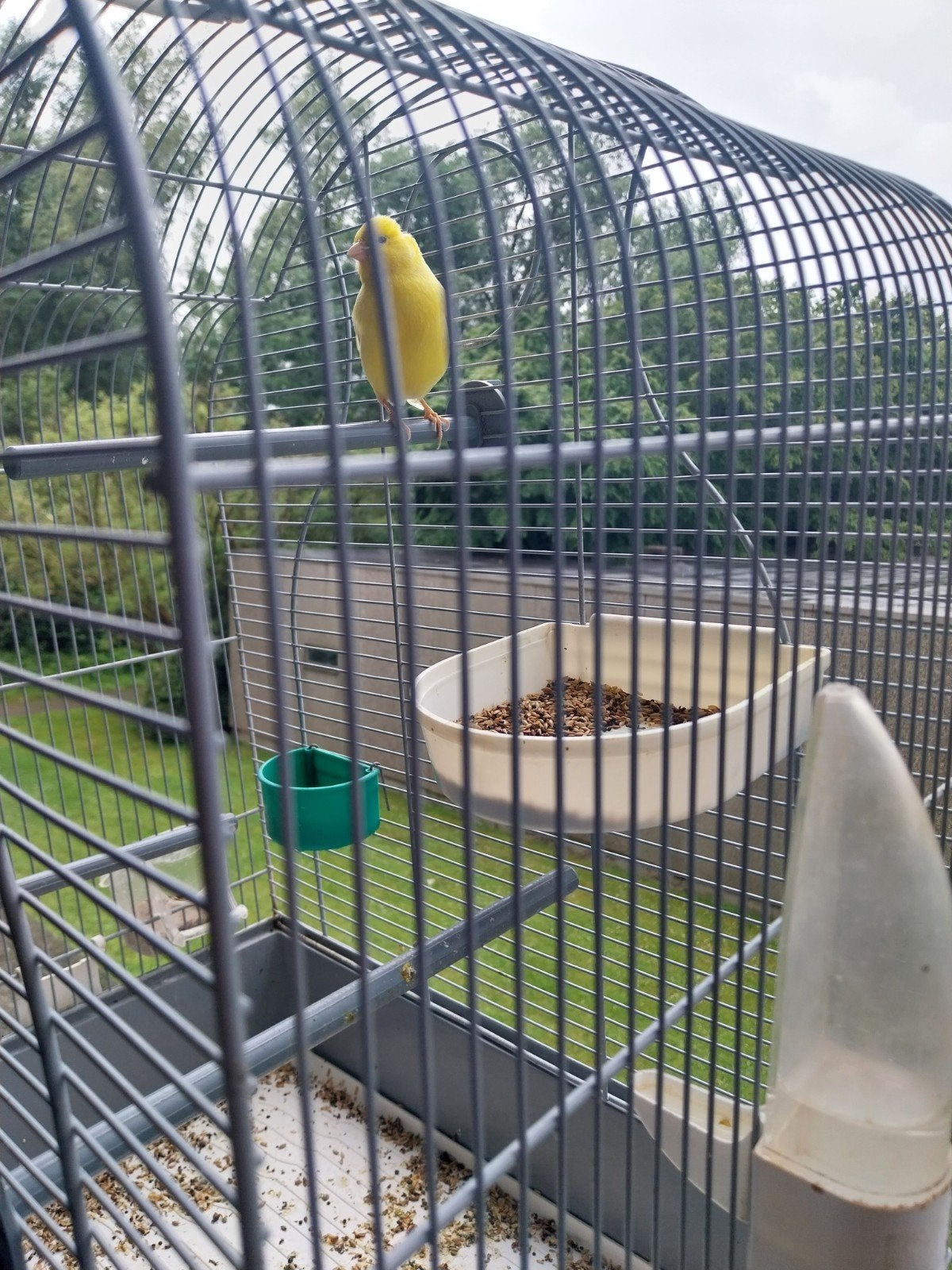 Mooie kanarie mannelijke en zeer goed zingen, Dieren en Toebehoren, Vogels | Parkieten en Papegaaien