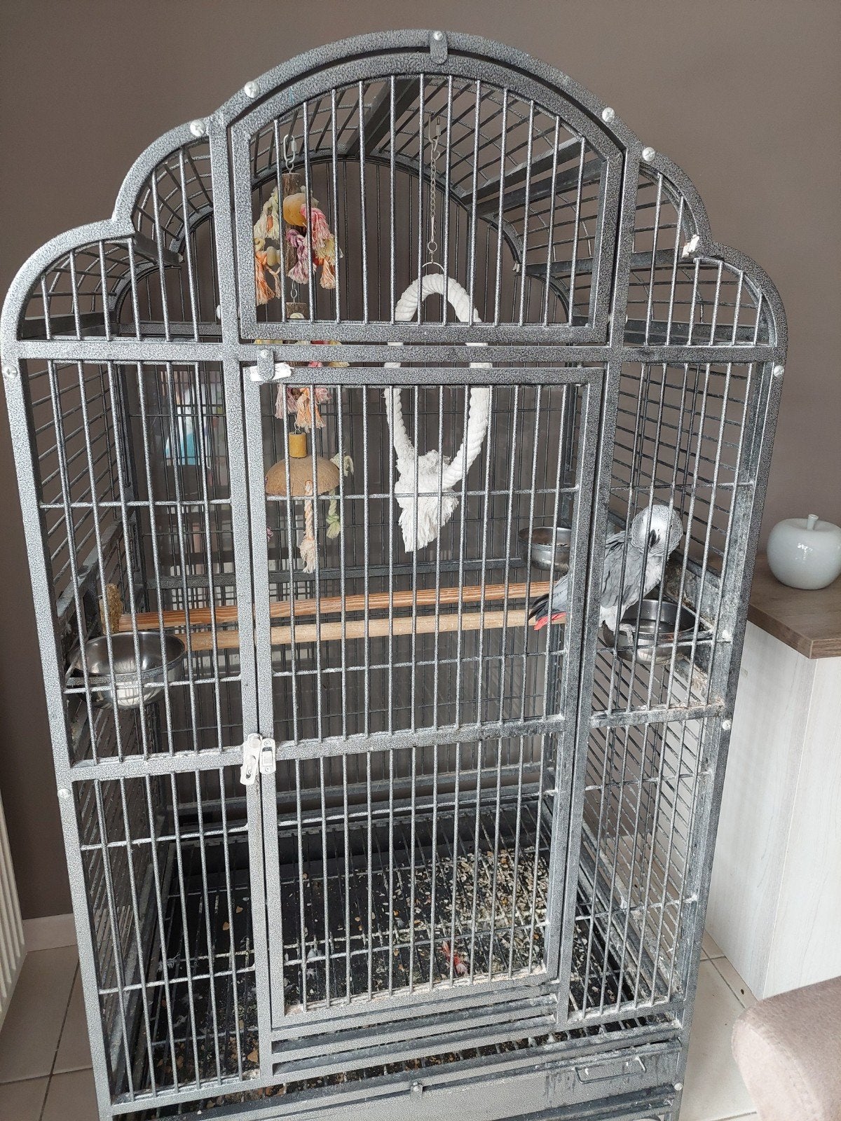 perroquet gris du Gabon, Dieren en Toebehoren, Vogels | Hokken en Kooien, Ophalen