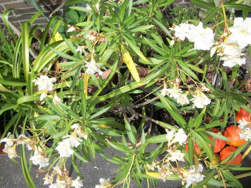 Oleander geel meer dan 25 jaar oud, Jardin & Terrasse, Plantes | Jardin, Plante fixe, Autres espèces, Plein soleil, Été, Enlèvement