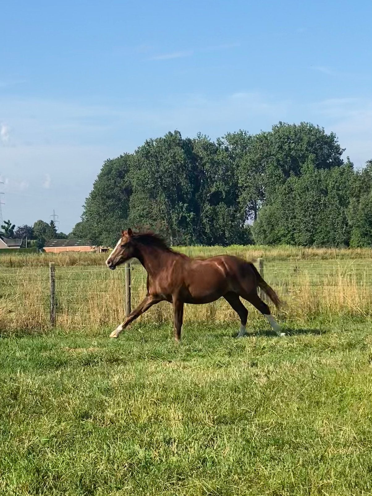 Franches-Montagnes, Freiberger, Minder dan 160 cm, Met stamboom, Ruin, 0 tot 2 jaar