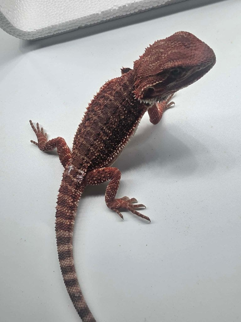 Baardagaam red monster  dark het hypo (man), Hagedis, Tam, 0 tot 2 jaar