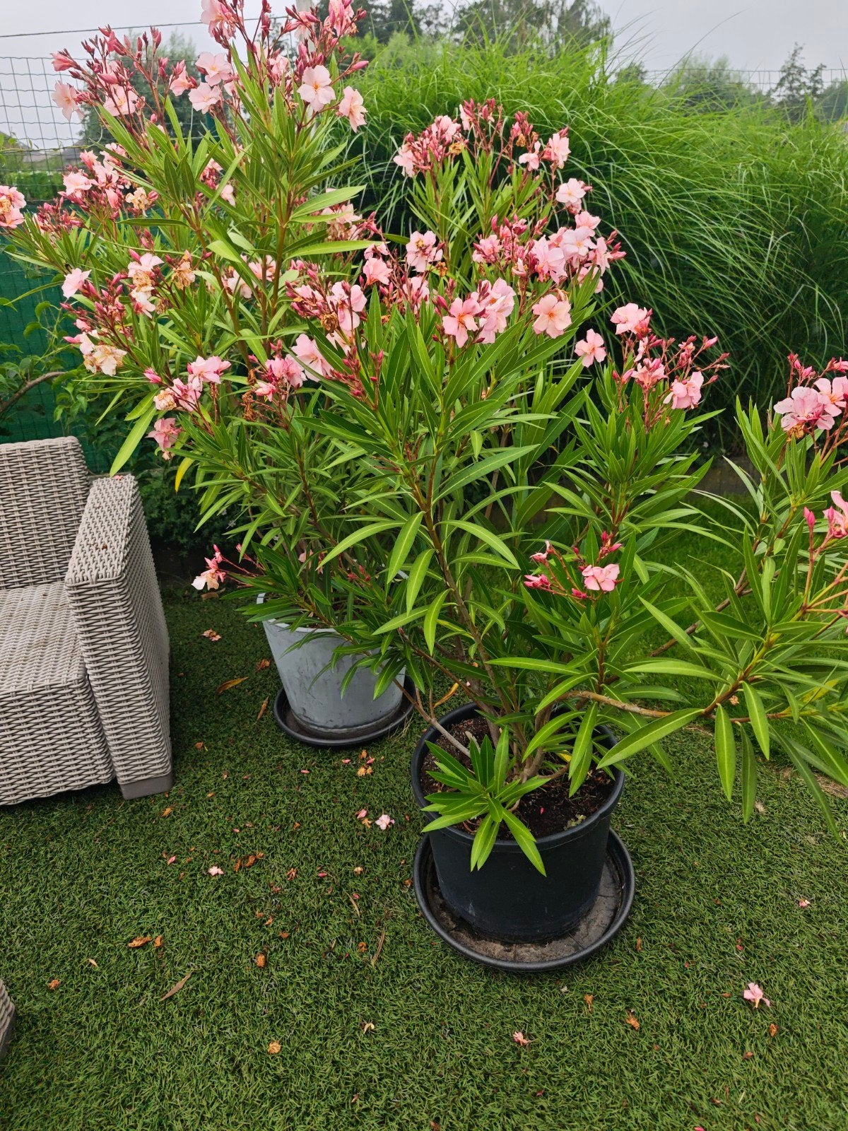 Mooie en gezonde rose oleander, Ophalen