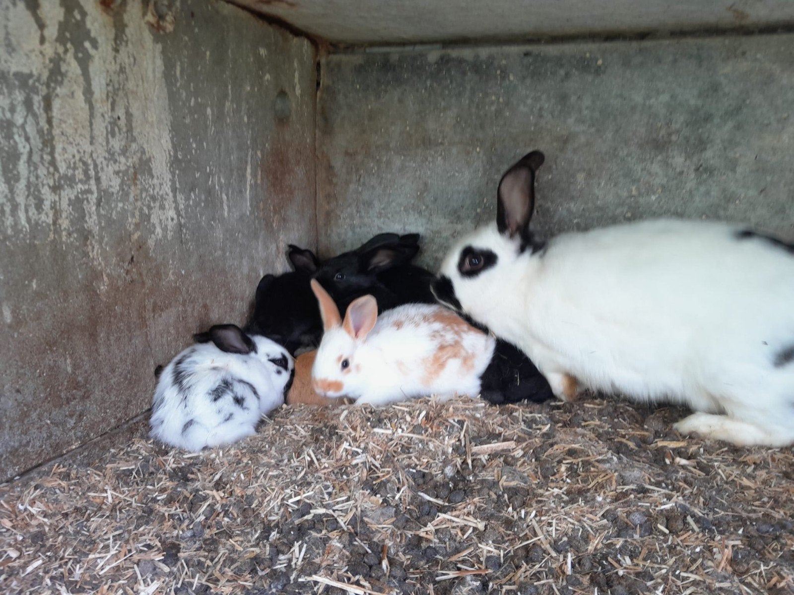 Konijntjes, Plusieurs animaux, Grand, 0 à 2 ans