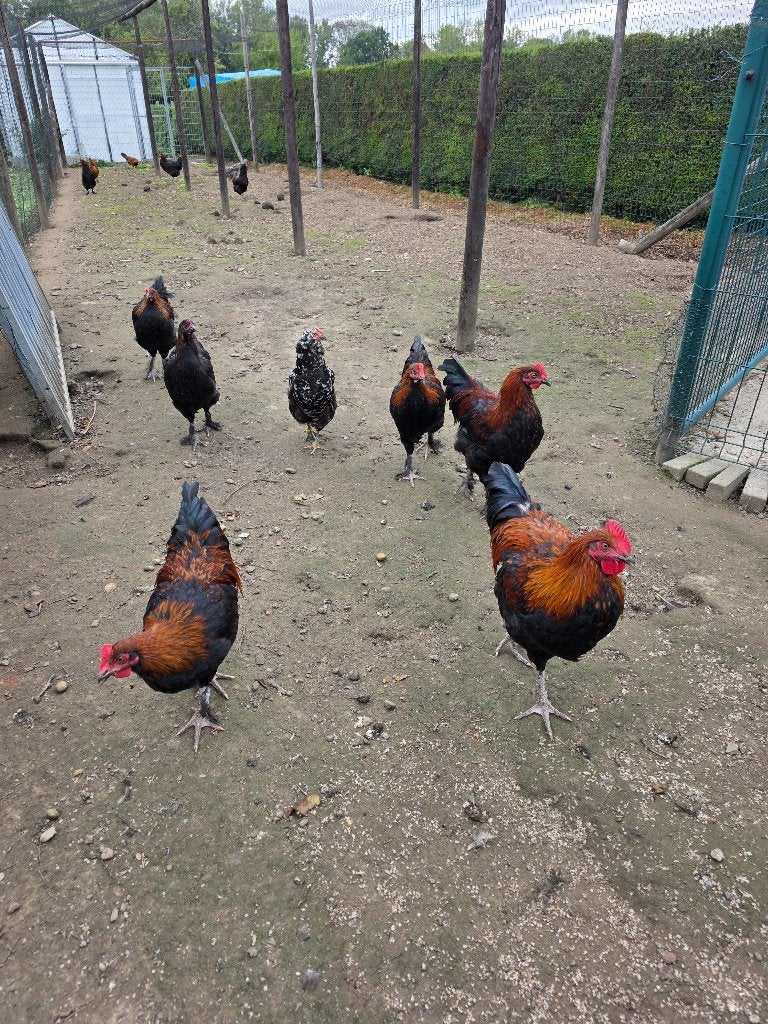 5 coqs, Mâle, Poule ou poulet
