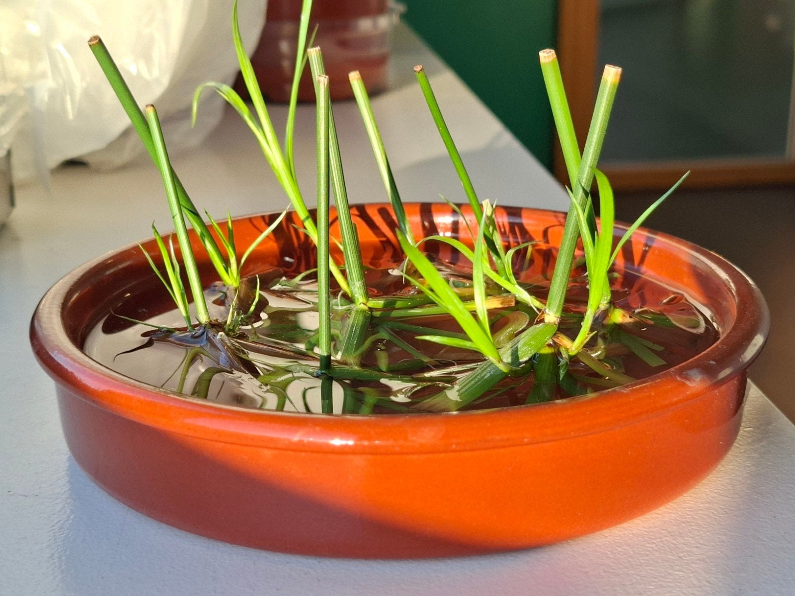 Papyrus stekje/cutting (vijverplanten/ pond plant), Ophalen, Volle zon, Vaste plant, Bloeit niet