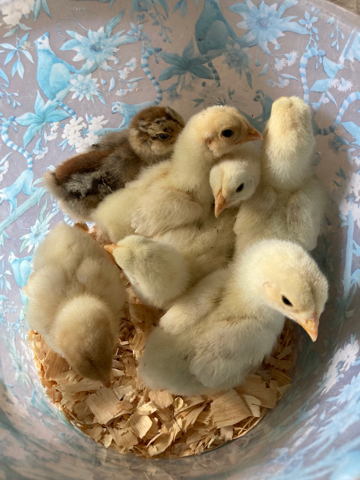 7 brahma kuikens, Dieren en Toebehoren, Geslacht onbekend, Kip