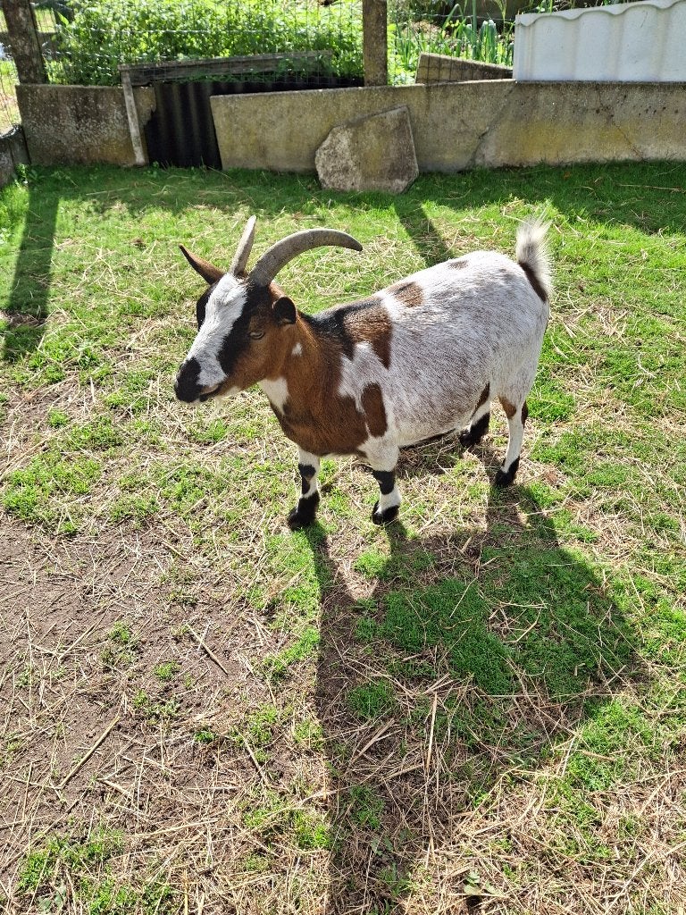 Handtam mieke, Femelle, Chèvre