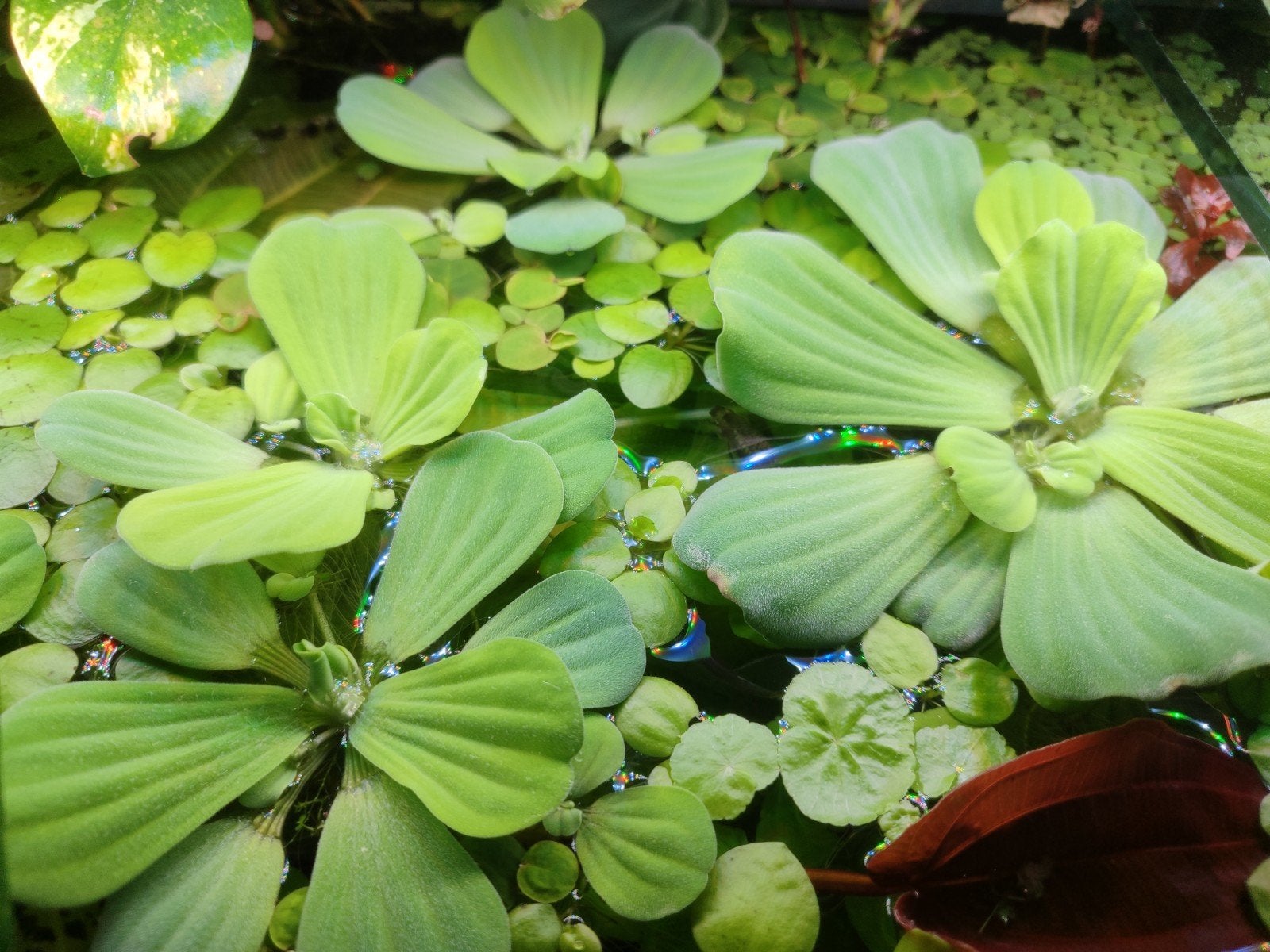 Lentilles d'eau / plantes flottantes aquarium, Enlèvement