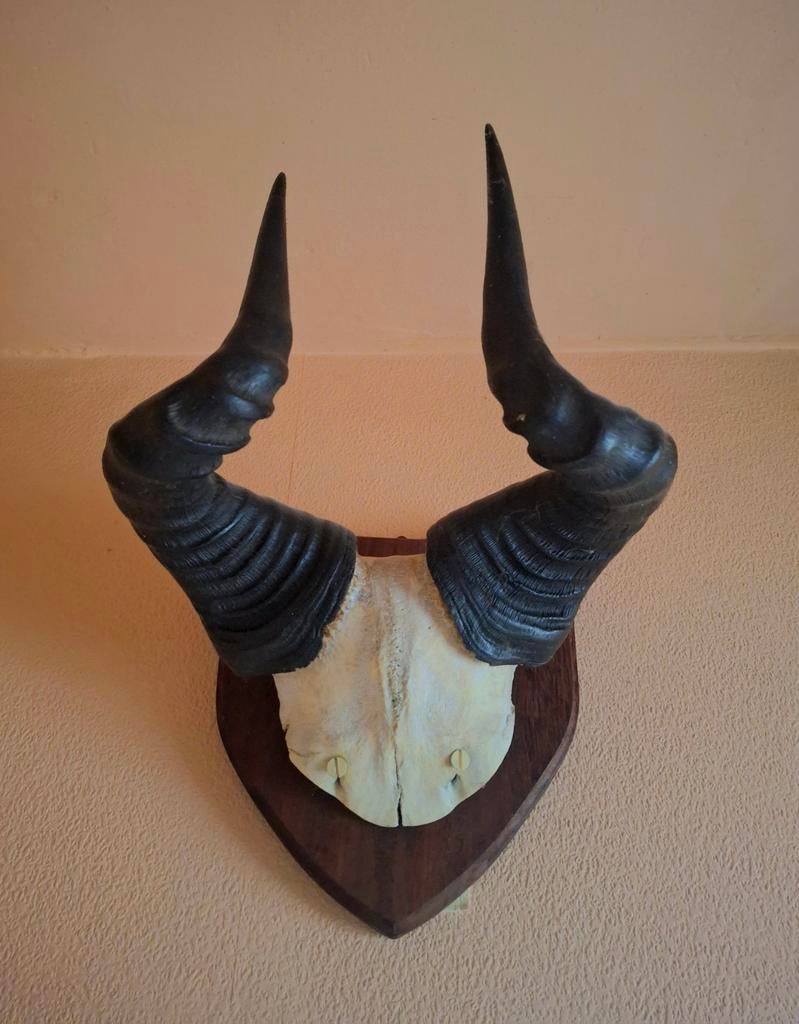 Trophé antilope, Collections, Collections Animaux, Enlèvement