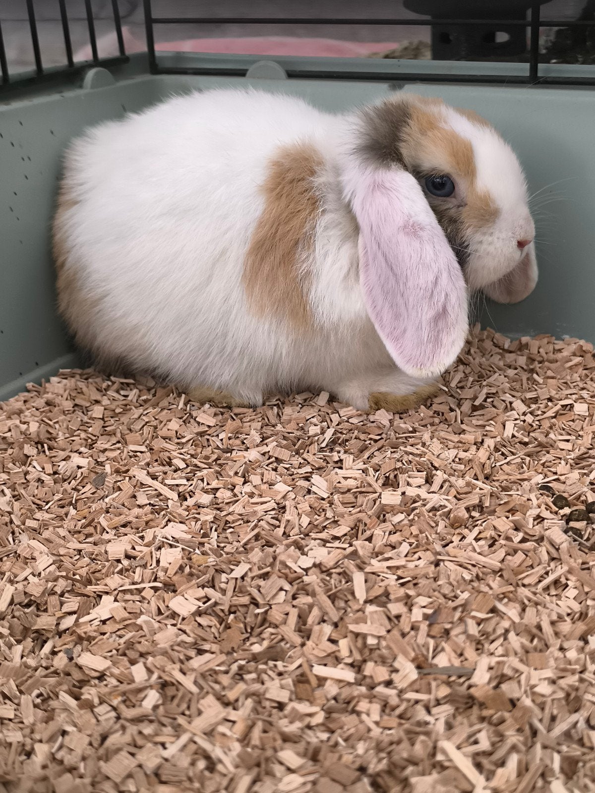 Minilopje jongen met blauwe oogjes, Animaux & Accessoires, Lapins