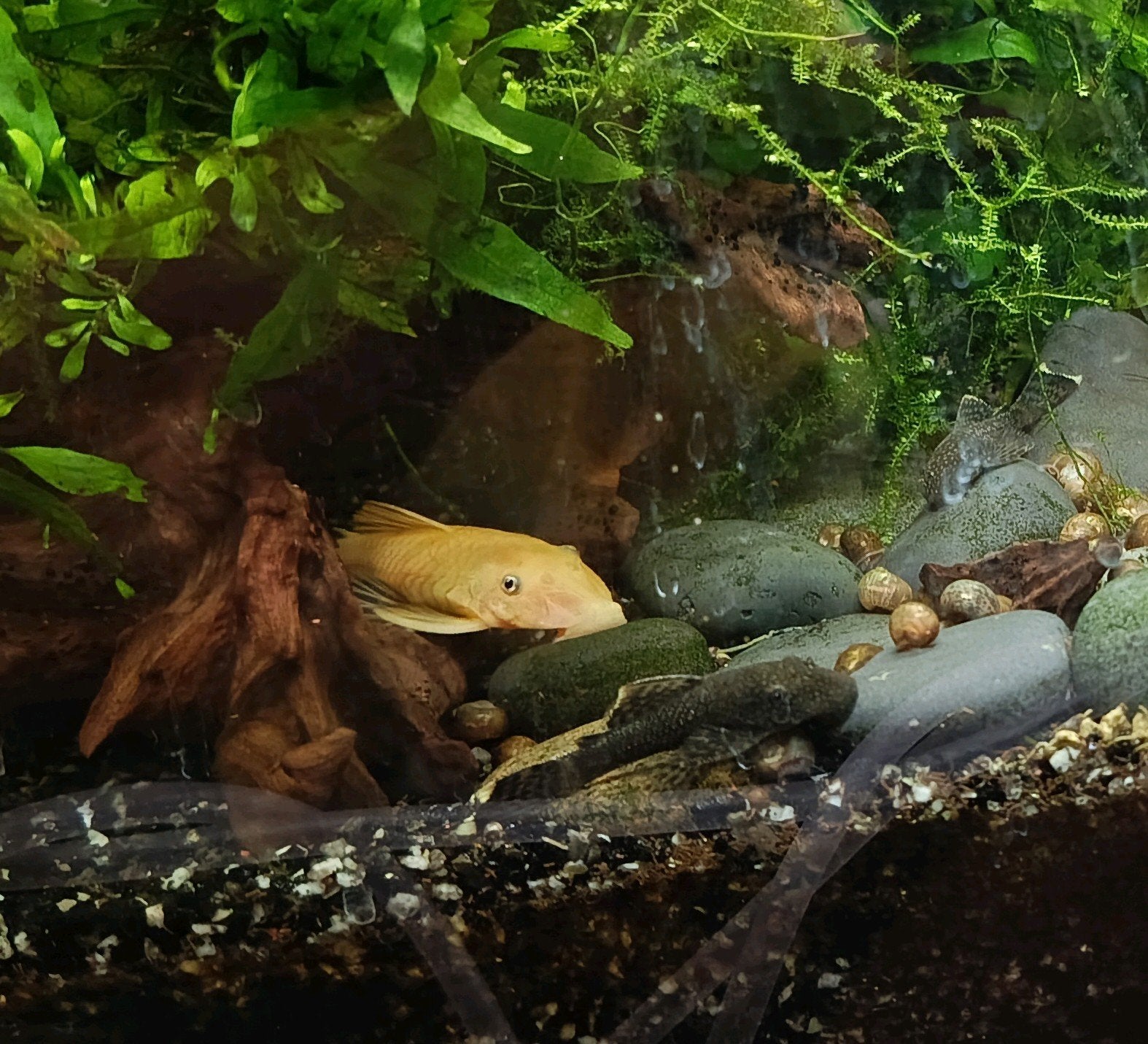 3 jongen van longfin x blue eyes, 3€/st, Animaux & Accessoires, Poissons | Poissons d'aquarium, Poisson, Poisson d'eau douce