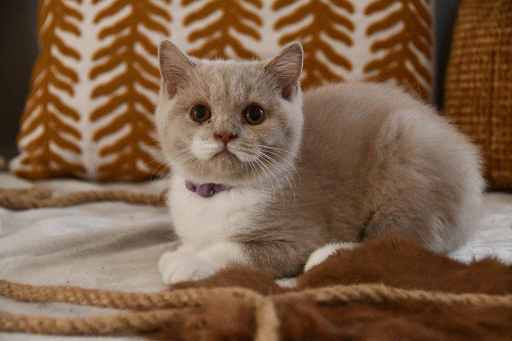 Brits korthaar kitten, Chatte ou Chat, Avec pedigree, 0 à 2 ans