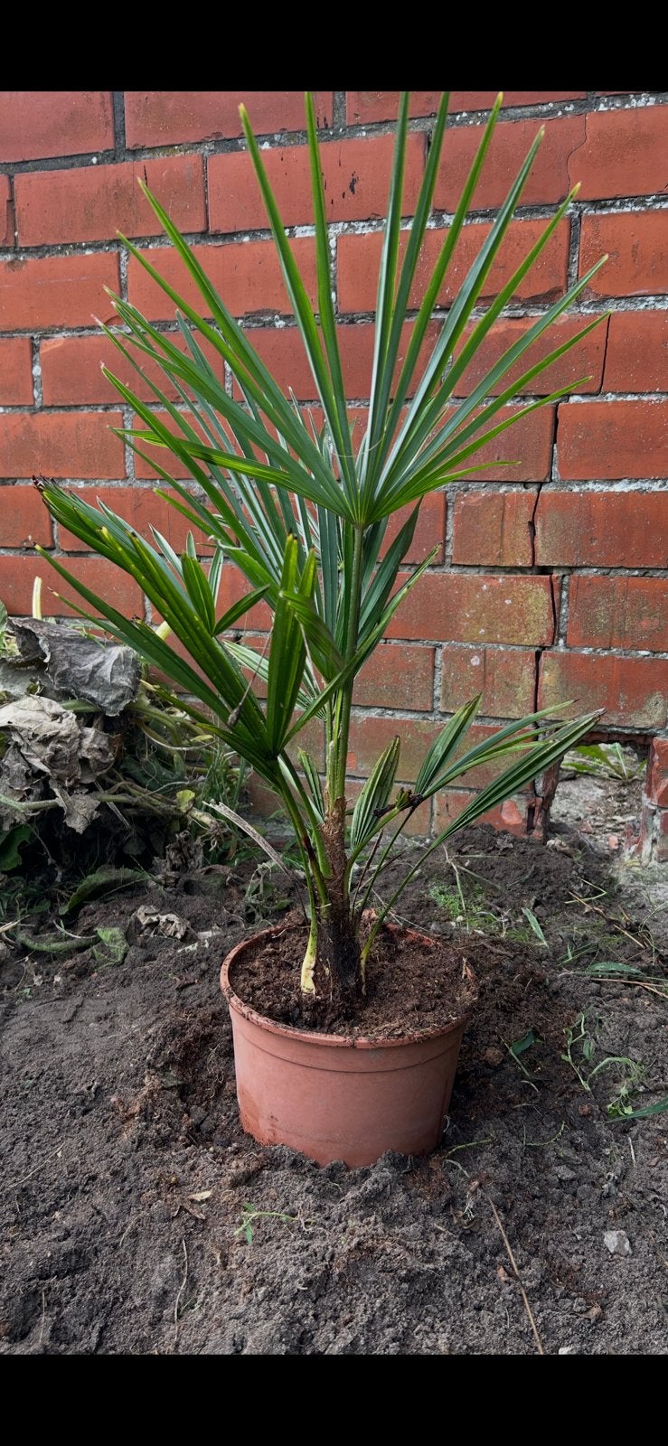 Palmbomen 5 en 10 euro en 15 euro, Tuin en Terras, Ophalen