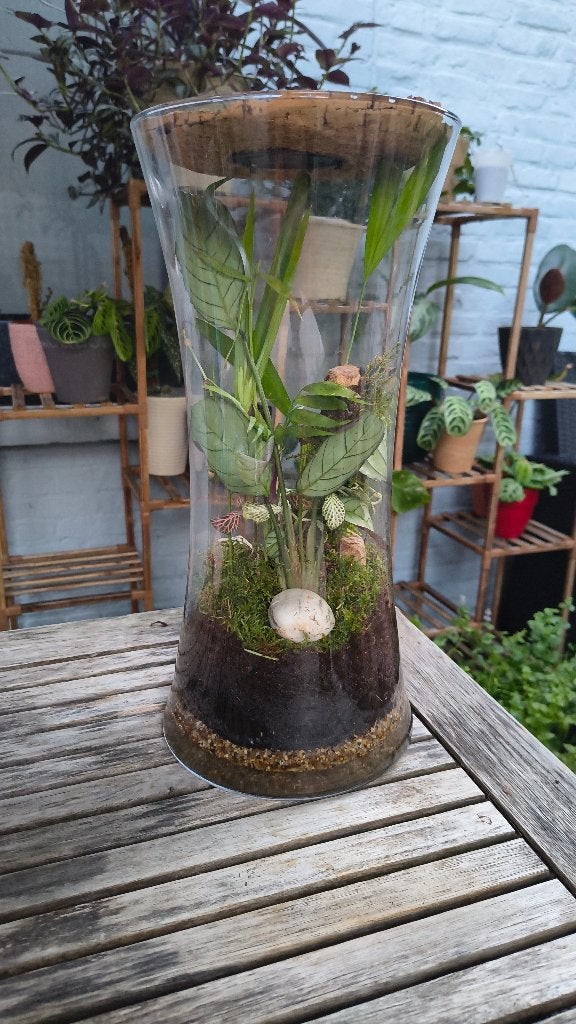 tropische plantenbokaal, Maison & Meubles, Plantes d'intérieur, Autres espèces, Ombre complète, En pot, Moins de 100 cm