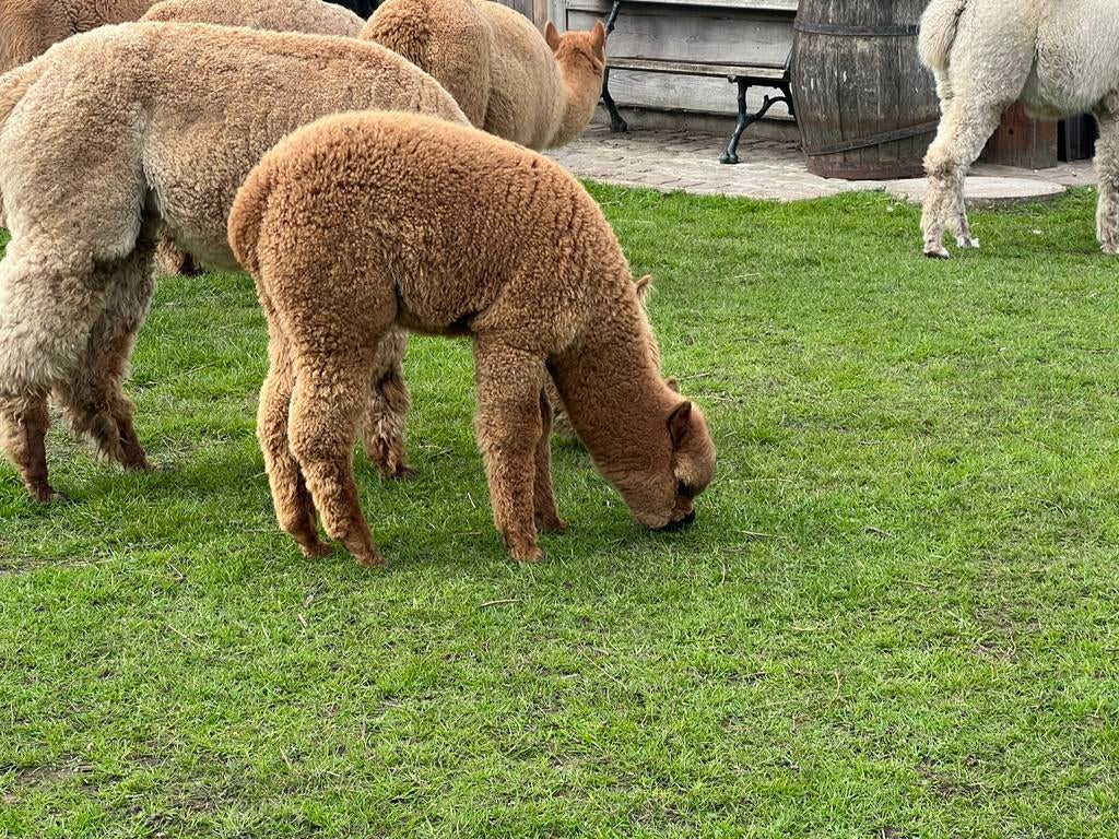 Alpaca merries, Ophalen