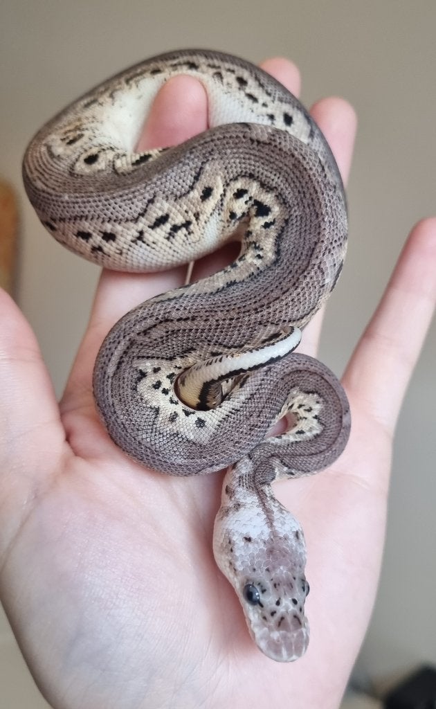 0.1 black pewter spotnose clown koningspython Ball Python - female for sale from Mex